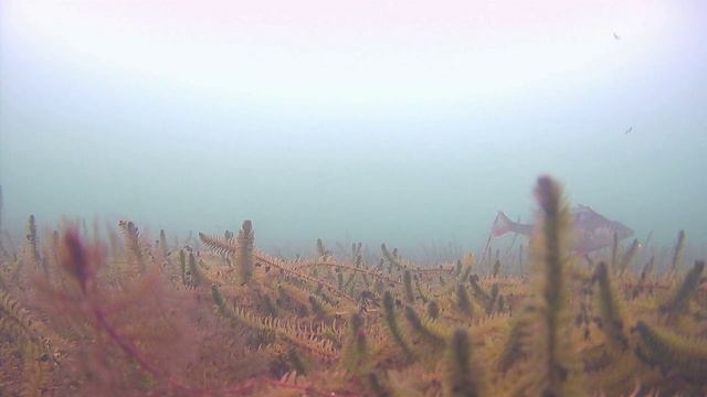 Спрятался в траву и снял оборванца и его товарищей