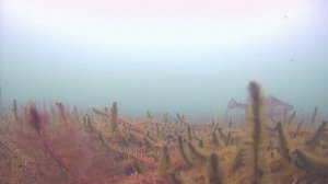 Спрятался в траву и снял оборванца и его товарищей