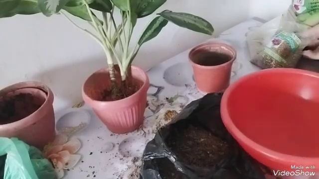 Пересадка аглонемы,как сделать пышный куст,Аглаонема Паттая Бьюти Aglaonema Pattaya Beauty