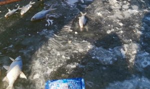 Первый лед (лёд) в Волгоградской области и Волжском. Зимний сезон рыбалки открыт!