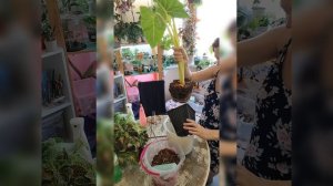 Первая посадка алоказии в горшок с автополивом.