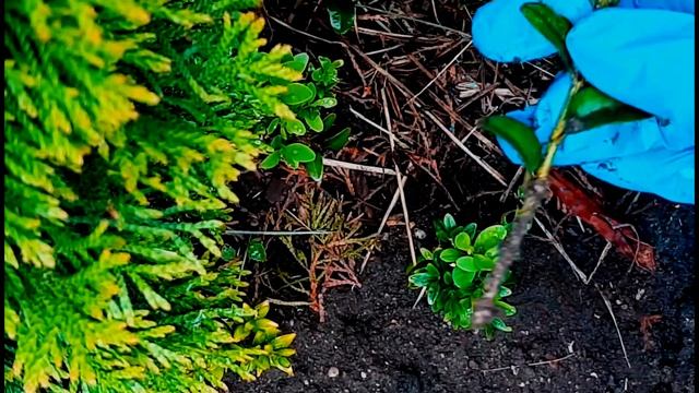 ЧЕРЕНКИ УКОРЕНИЛИСЬ ВСЕ -100% Теперь жалею, год спустя, что мало посадила ? смотреть онлайн