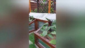 Мульчирование травой из газонокосилки @GALABUM