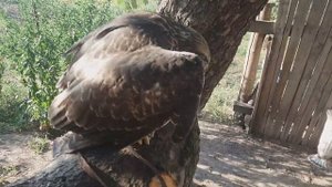 Кормления птицы коршуна