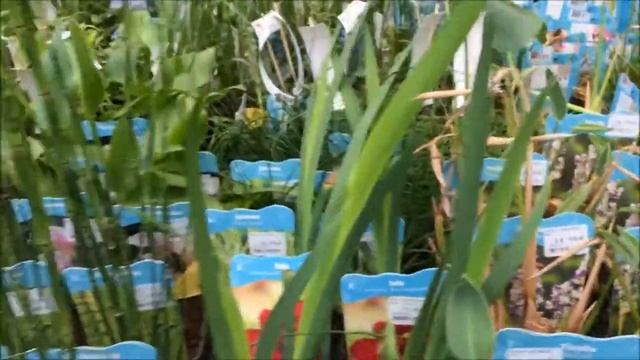 #Декоративный пруд. Выбираю растения для пруда и корм для рыбок. Ассортимент отдела "всё для пруда" смотреть онлайн