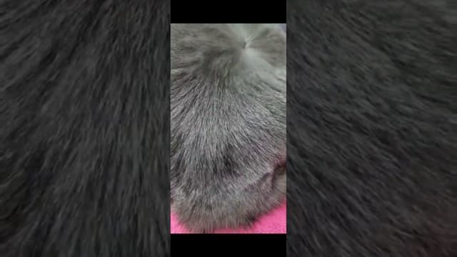 Груминг кошек. Экспресс-линька. Профессиональный подход к Вашим питомцам.