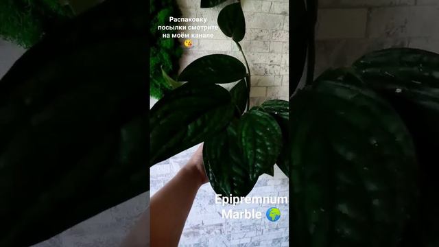 Epipremnum Marble Planet/Монстера Перу или Карстенианум 😍