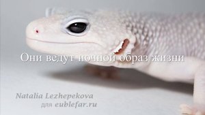 Иранский Эублефар уход часть 3