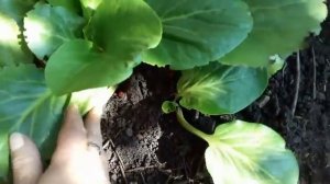 Выращиваем бадан .