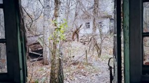 ✅ ЧЕРНОБЫЛЬ: Самосёлы радиоактивной Зоны Отчуждения