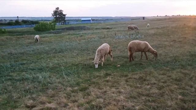 Разведение овец как бизнес | Переход на Эдильбаевскую породу овец | Овцеводство смотреть онлайн