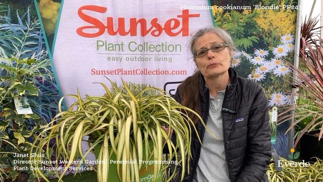 Phormium cookianum 'Blondie' PP24399 смотреть онлайн