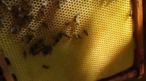 Оса ворует мед