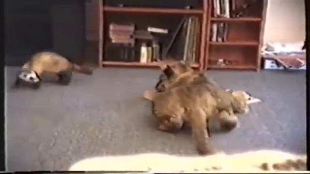 Самые чудные и прикольные животные