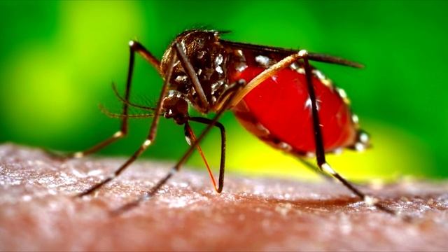 СКОЛЬКО КОМАРОВ УБЬЮТ ЧЕЛОВЕКА [BrainShow] смотреть онлайн