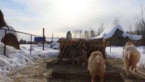 В КАКОМ ВОЗРАСТЕ ПОКРЫВАТЬ КОЗУ? Деревенская жизнь