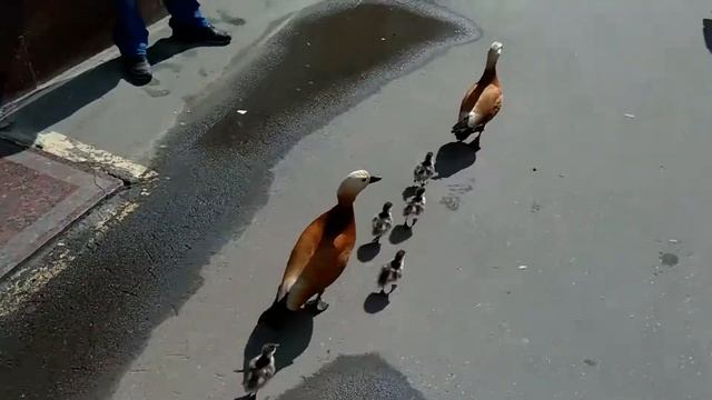 Утки спешат на работу смотреть онлайн