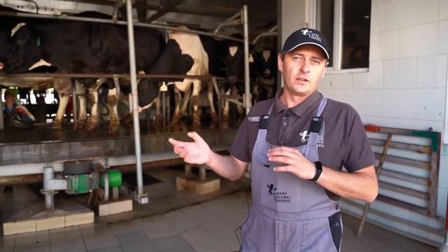 Голштинизация в условиях 50 градусной жары: как создать комфортные условия для КРС смотреть онлайн