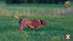 О стойки легавой собаки.