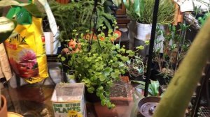 Linda’s Huge Plant Haul