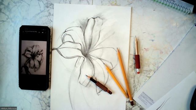 Лилия простой карандаш