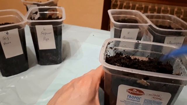 21.02.2018- 23.02.2018 ЗАМАЧИВАНИЕ СЕМЯН ЗЕЛЕНИ. ОТБОР ПЕТРУШКИ. ПОСЕВ ЗЕЛЕНИ ДЛЯ ПОДОКОННИКА. смотреть онлайн