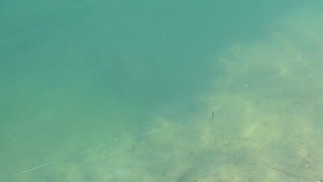 O S P Rudra 130 SP смотреть онлайн