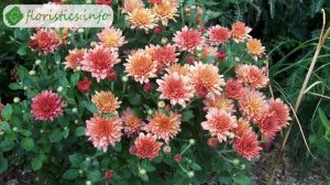 Выращивание хризантем в саду – посадка и уход