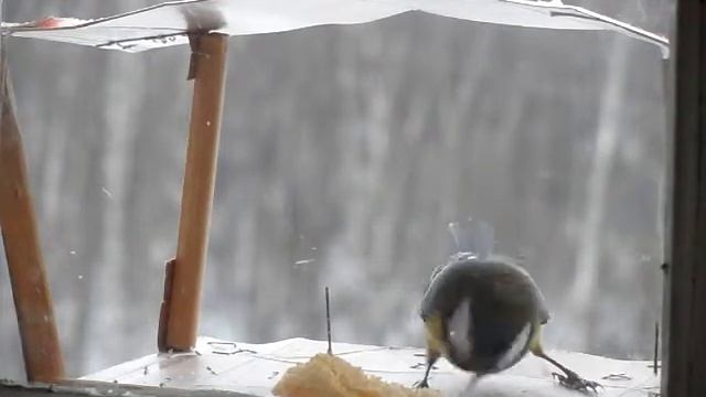 Синички смотреть онлайн