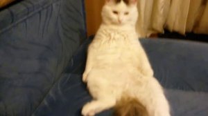 Кот сидит как человек