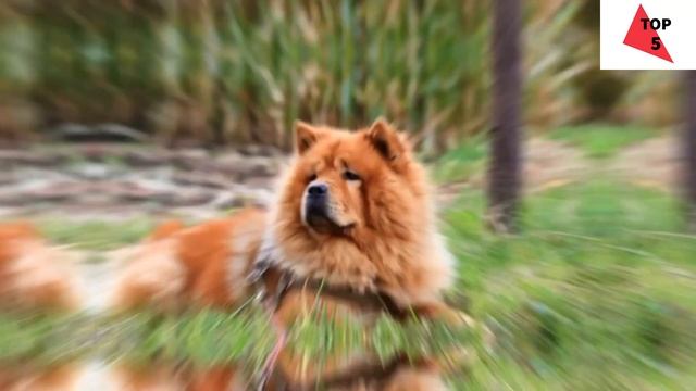 ТОП 5 САМЫХ ОПАСНЫХ СОБАК! "ЧАСТЬ 1" смотреть онлайн