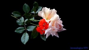 Лечебная музыка Жюля Демерссмана ? Восстановление Печени и Бронхолёгочной Системы.