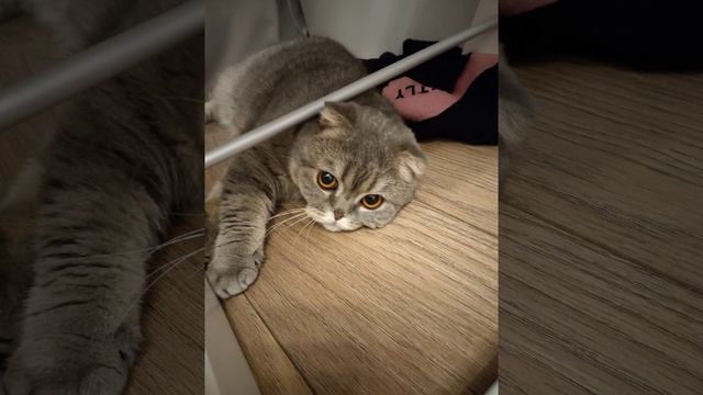 Мимины фотки?