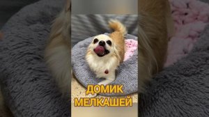 Приют Домик Мелкашей приглашает в гости. Более 50 малышей ищут свои семьи.