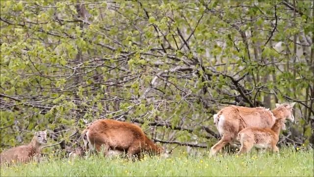 emotion v8 смотреть онлайн