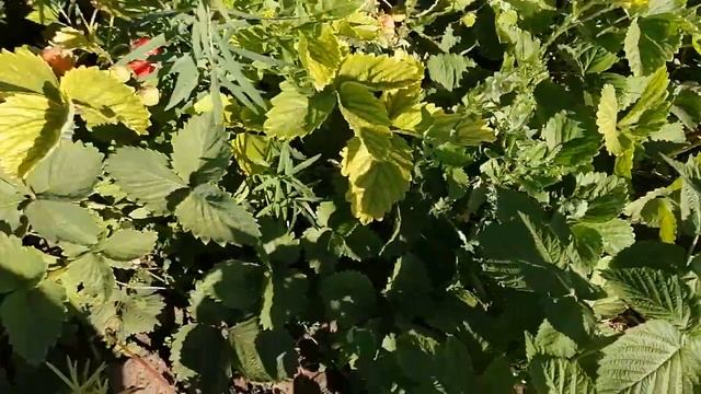 крупноплодная клубника "ЧАМОРА ТУРУСИ" - от Натальи Ромашки смотреть онлайн