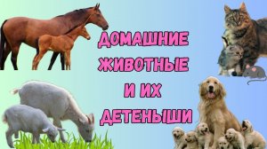 Домашние животные и их детёныши