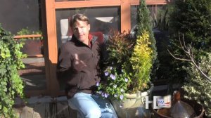 Todays Home with Chris Olsen - Dealing with Evergreens in pots