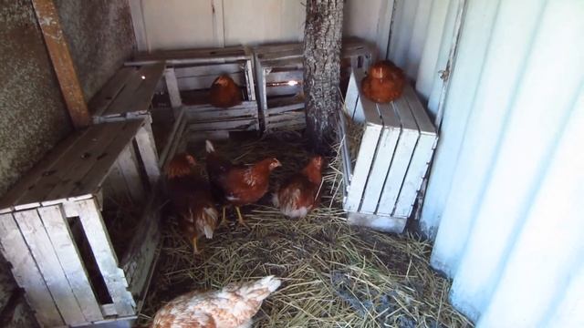 Куры несушки! Порода Ломан Браун! смотреть онлайн