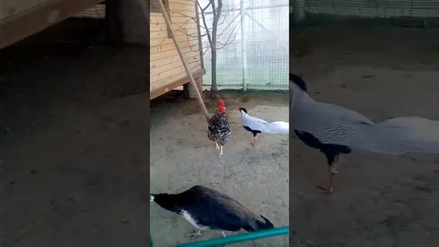 Разные породы птиц смотреть онлайн