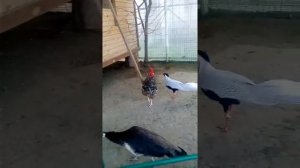 Разные породы птиц