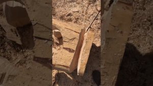 Рубщик выпиливает стул из кедрового пенька! #стройка #рубка #рубленыедома #дикийсруб #дикаярубка