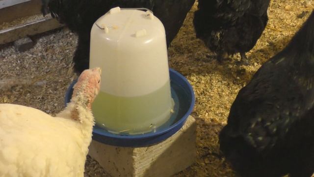 ДЕЙСТВИТЕЛЬНО ЛИ ОНИ ГИГАНТЫ? ВСЯ ПРАВДА ПРО ВЕС ДЖЕРСИЙСКОГО ГИГАНТА И ПЕРВУЮ ЯЙЦЕКЛАДКУ У КУР. смотреть онлайн