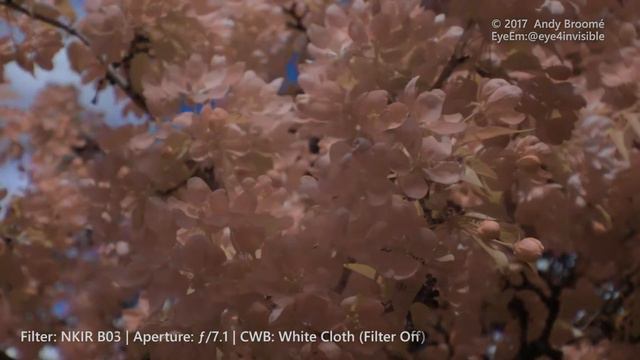 Crab Apple Blossom - Multispectral Filter Demo - 2017-05-14 смотреть онлайн
