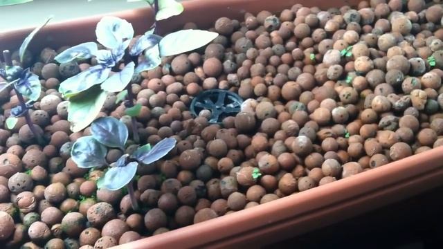 Aquaponics for Dummies - The Easiest DIY Indoor Aquaponic System смотреть онлайн