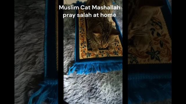 Muslim Cat Mashallah go home to pray salah(3)