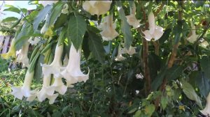 My Beautiful Flowering Brugmansia Tree | TrollsNeedHugs