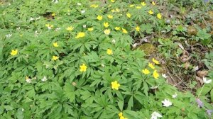 Anemone ranunculoides 200413