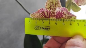 Голден Леопард. Цветение бабочкой и стандартом....