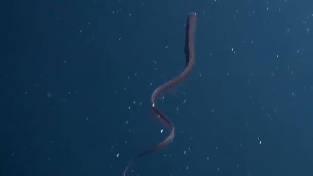5 ЖУТКИХ ВЕЩЕЙ, НАЙДЕННЫХ ПОД ВОДОЙ!